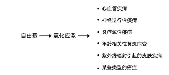 羟基酪醇消除了引起氧化应激的自由基.jpg