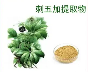 植物提取物刺五加提取物